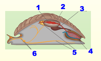 Выделительная моллюсков. Брюхоногие моллюски выделительная система. Выделительная система брюхоногих моллюсков. Класс брюхоногие выделительная система. Выделительная система улитки схема.