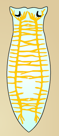 Нервная система планарии рисунок