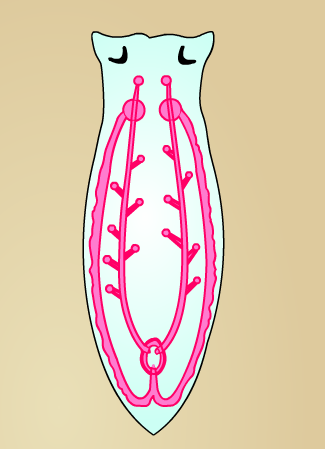 Системы планарии рисунок. Половая система планарии. Половая система белой планарии. Строение половой системы планарии. Мужская половая система плоских червей.