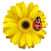 anime-cvety-954.gif