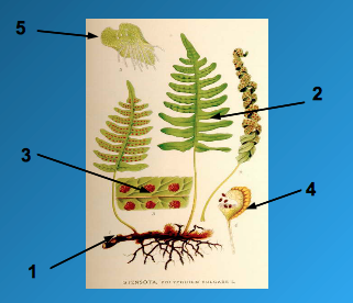 Рассмотрите рисунок напишите названия органов и структур папоротника обозначенных цифрами